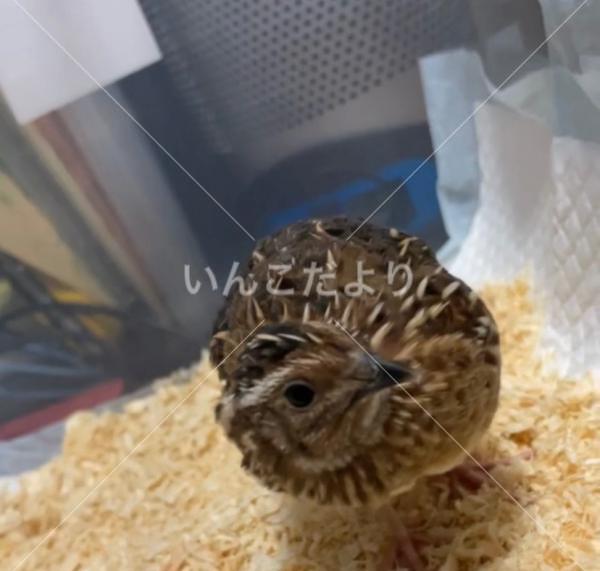 保護鳥の写真