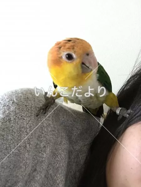 迷い鳥の写真