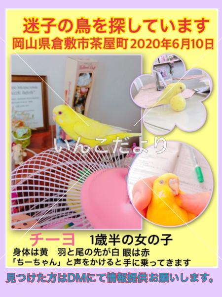 迷い鳥の写真