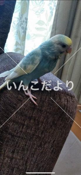 迷い鳥の写真