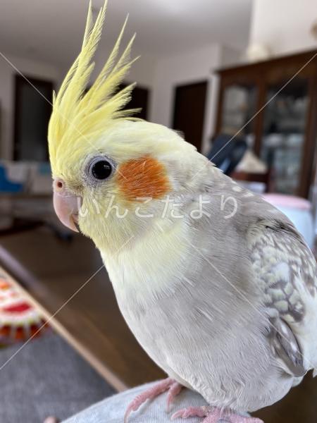 迷い鳥の写真