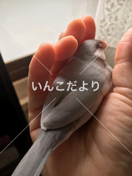 迷い鳥の写真