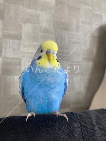 保護鳥の写真