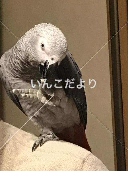 迷い鳥の写真