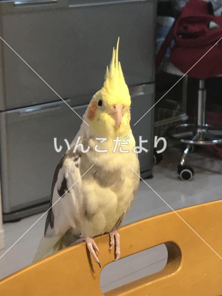 迷い鳥の写真