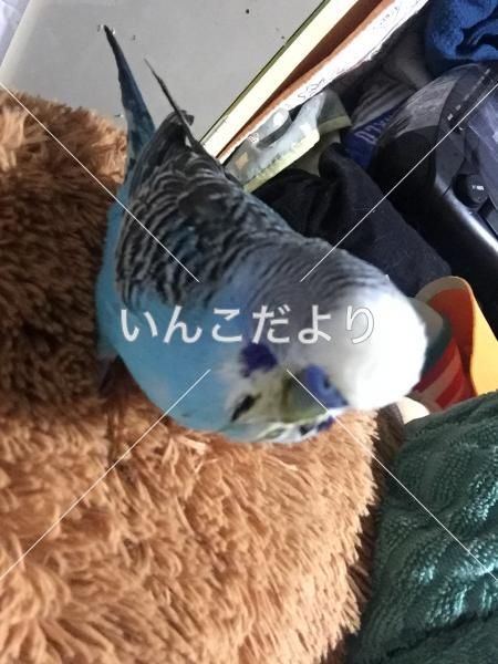 迷い鳥の写真