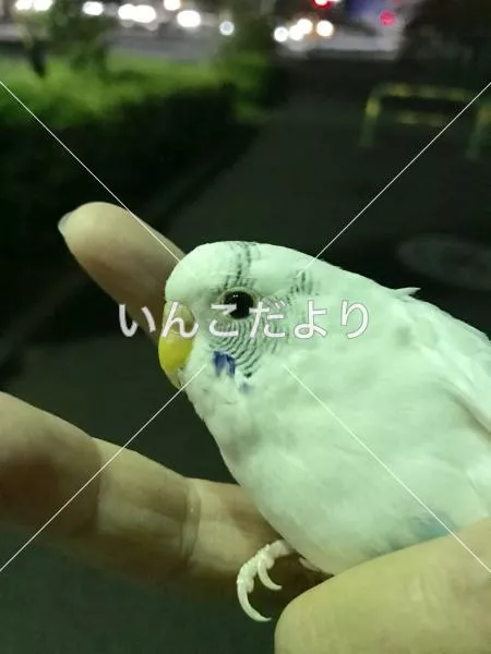 保護鳥の写真