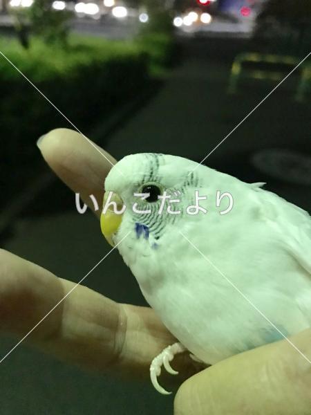 保護鳥の写真