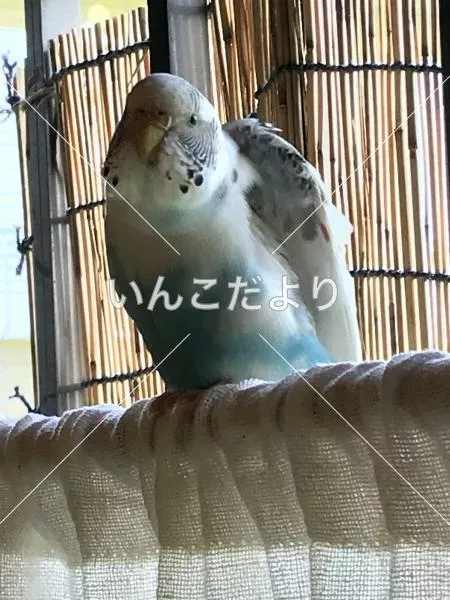 保護鳥の写真