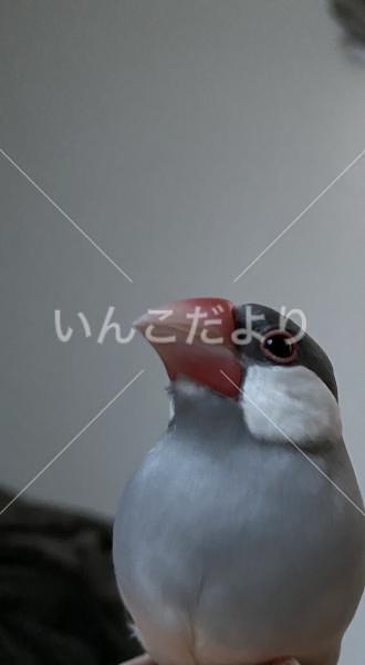 迷い鳥の写真