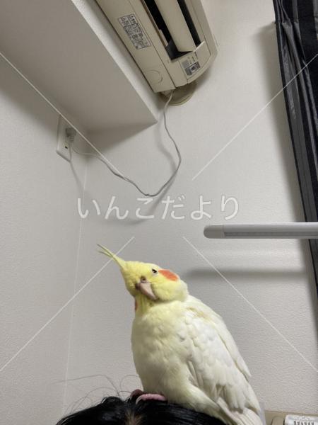 迷い鳥の写真
