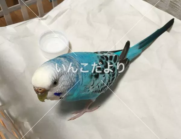 保護鳥の写真