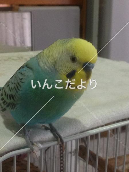 迷い鳥の写真