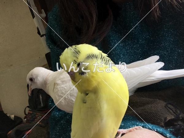 迷い鳥の写真