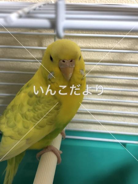 保護鳥の写真
