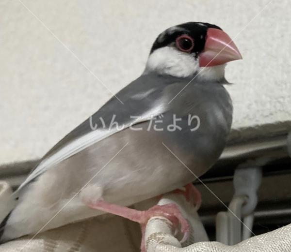 迷い鳥の写真