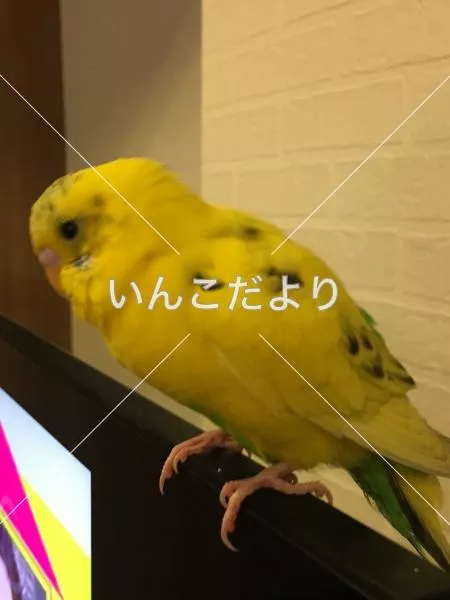 保護鳥の写真