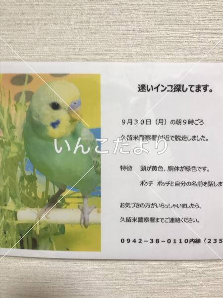 迷い鳥の写真