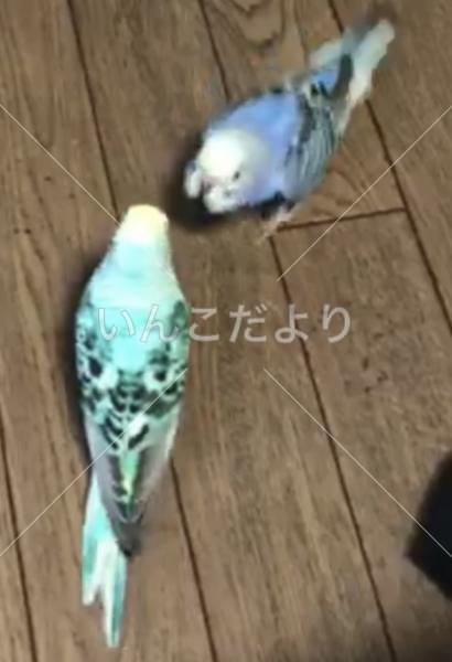 迷い鳥の写真