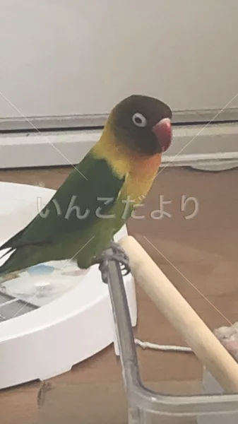 保護鳥の写真