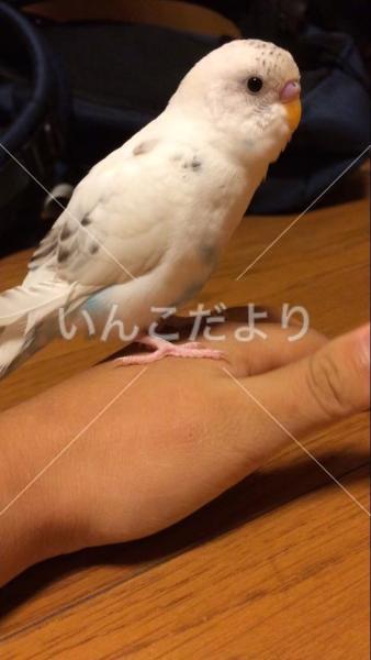 迷い鳥の写真