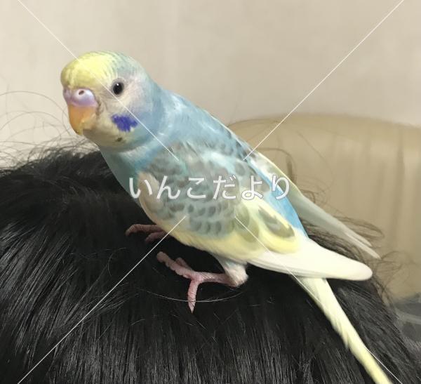 迷い鳥の写真