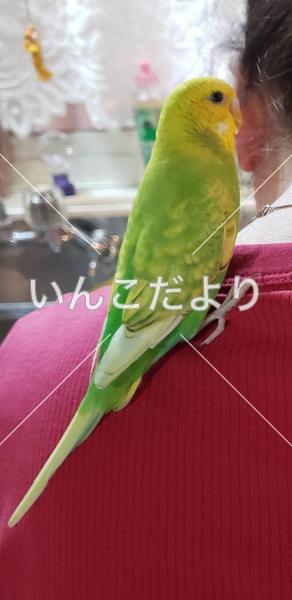 迷い鳥の写真