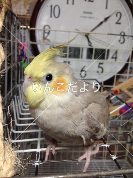 迷い鳥の写真