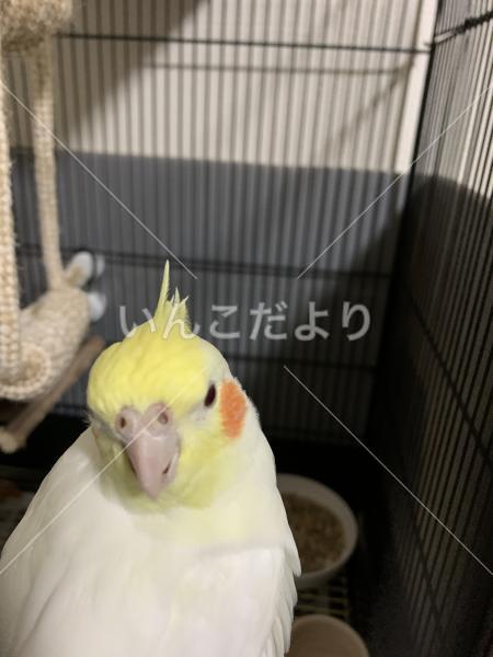迷い鳥の写真