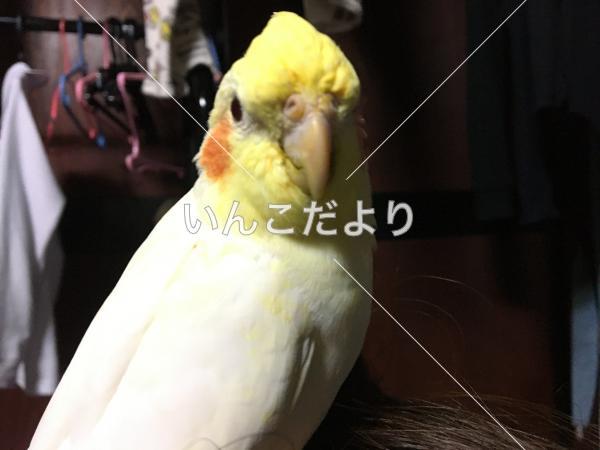 迷い鳥の写真
