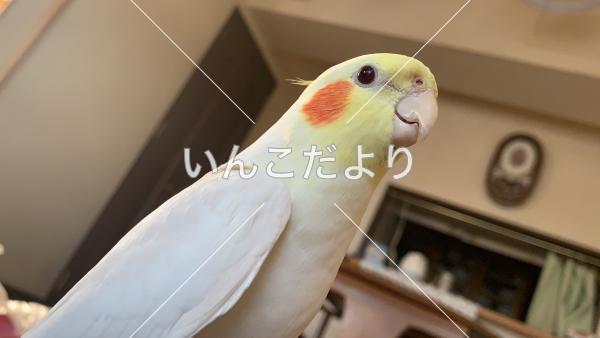 迷い鳥の写真