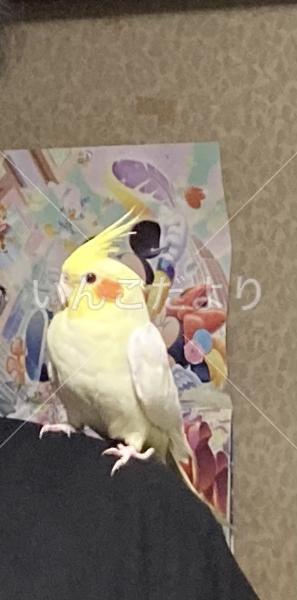 迷い鳥の写真