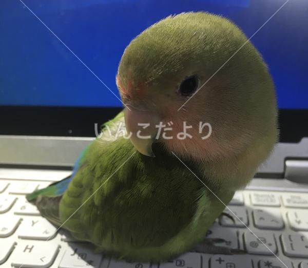 迷い鳥の写真