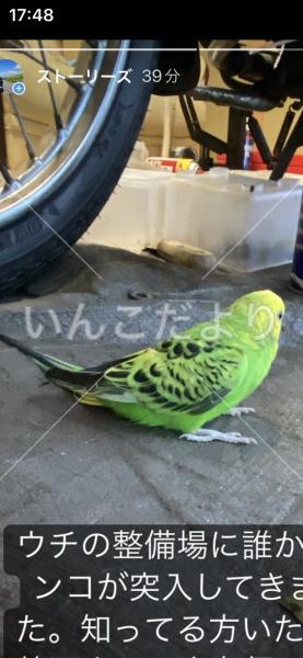 保護鳥の写真