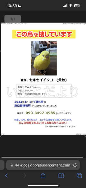 迷い鳥の写真