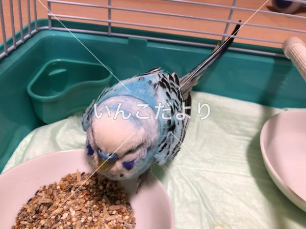 保護鳥の写真