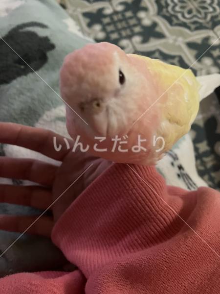 迷い鳥の写真