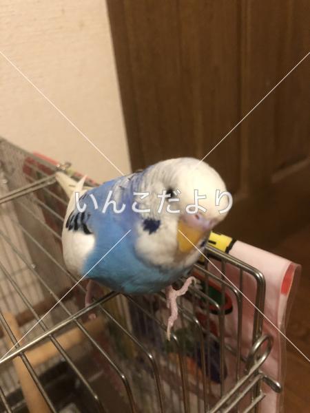 迷い鳥の写真