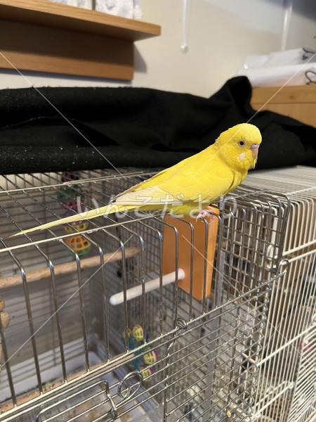 迷い鳥の写真
