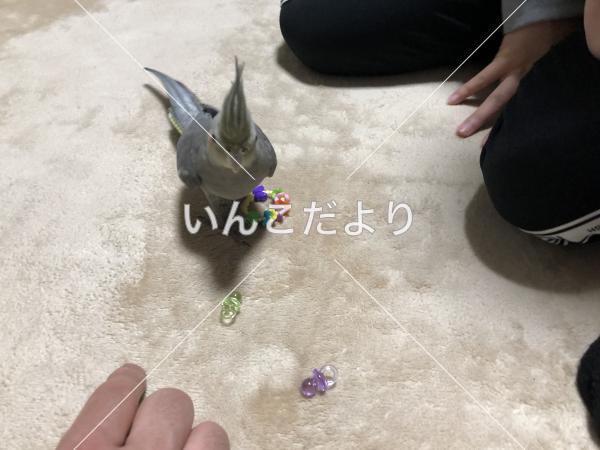 迷い鳥の写真