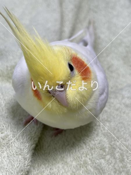 迷い鳥の写真