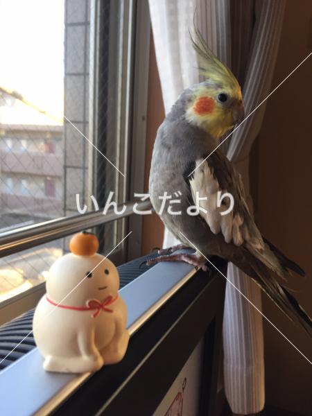 迷い鳥の写真
