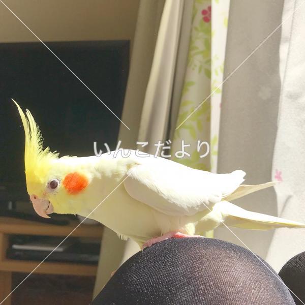 迷い鳥の写真
