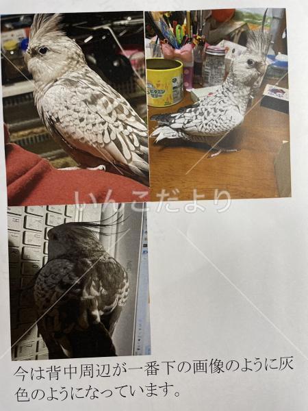 迷い鳥の写真