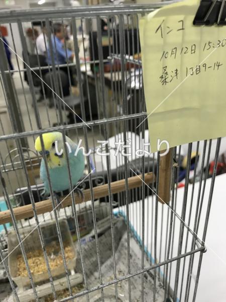 保護鳥の写真