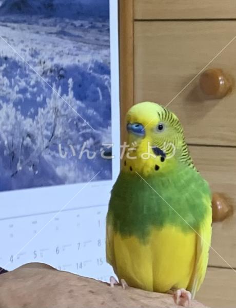 迷い鳥の写真