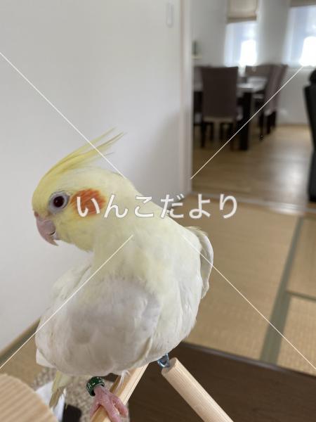 迷い鳥の写真