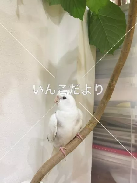 迷い鳥の写真