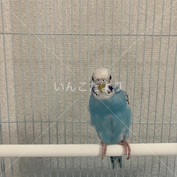 保護鳥の写真