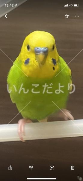 迷い鳥の写真